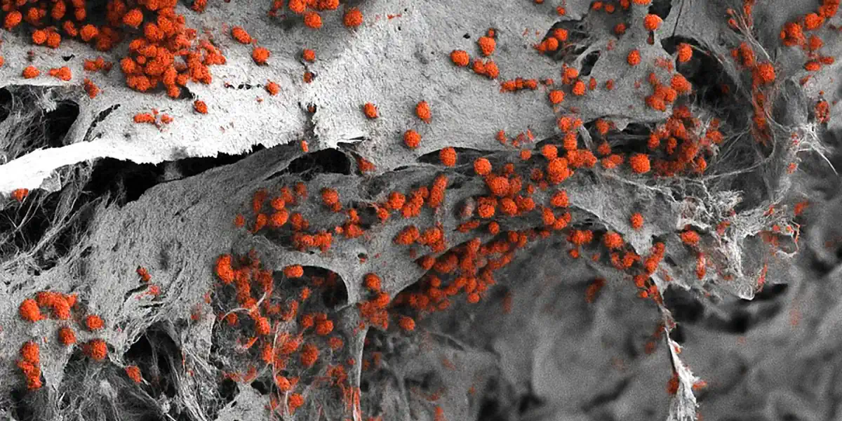 科学家们培育出一个微型的人类“血液工厂”