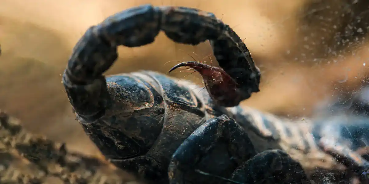 亚马逊蝎子毒液对乳腺癌展现出惊人的威力